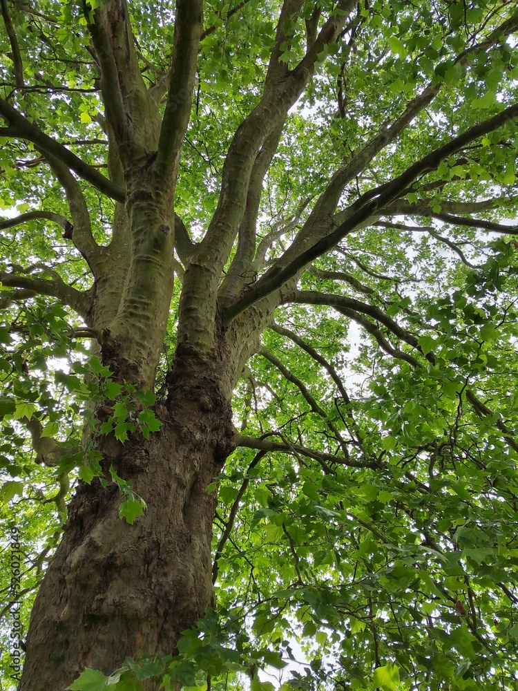 tree in the forest