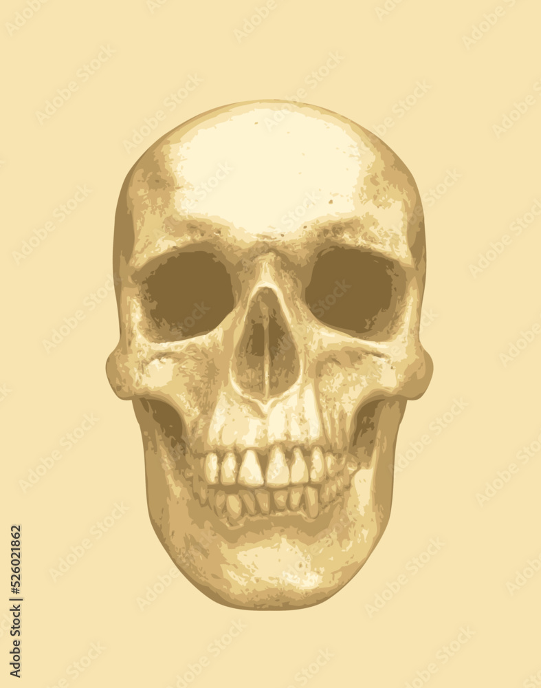 Fototapeta premium vector human skull. Graphic print for clothes, fabric, wallpaper, wrapping paper, design element for halloween party