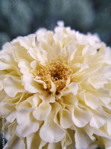 white zinnia flower