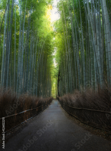 Fototapeta Naklejka Na Ścianę i Meble -  Arashiyama bamboo forest,Kyoto.