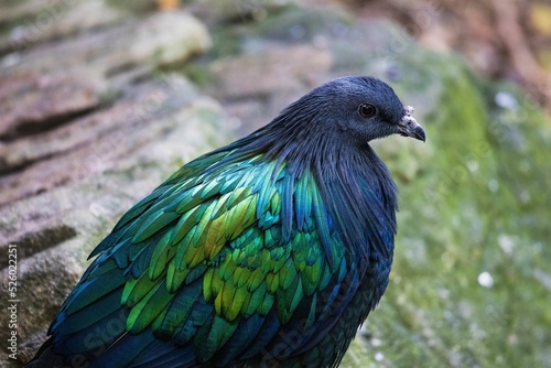 Closeup shot of a Nicobar pigeon at Taronga Zoo, Australia photo