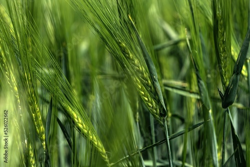 Foto Closeup of barley (Hordeum Vulgare) cereal crops in sunlight