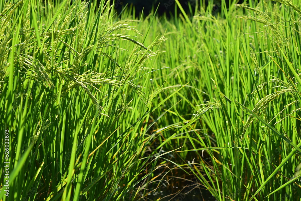 The rice fields of agriculture that are blooming long beautiful green The rice fields of agriculture that are blooming long beautiful green