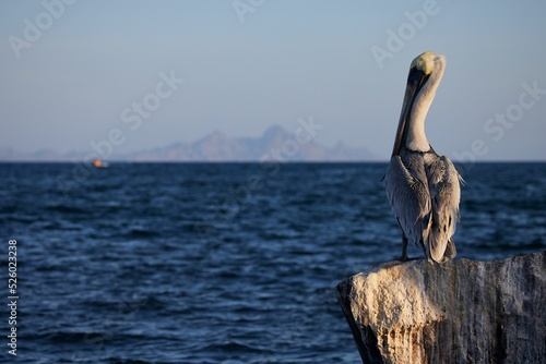 Selective focus shot of pelican in Loreto, Baja California Sur, Mexico photo