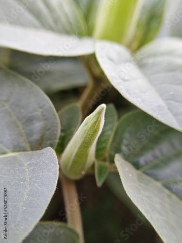 close up of a plant bud