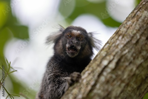 Close-up view of a black lion tamarin climbing the tree looking at the camera photo