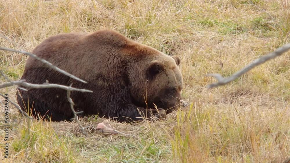 A big Alaska brown bear grizzly bear hides in the tall grass while eating a meal A big Alaska brown bear grizzly bear hides in the tall grass while eating a meal