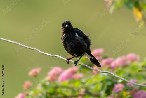 Shallow focus shot of Pied bush chat (Saxicola caprata) perched on wire in teh garden photo