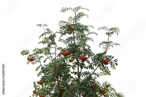 rowan branch with berries and leaves isolated on white background, Sorbus aucuparia called rowan
