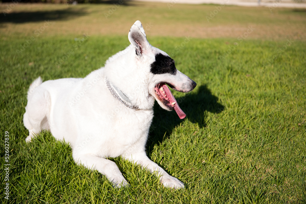 A white dog with a black spot in one eye in a park, White Swiss Shepherd mixed with English pointer A white dog with a black spot in one eye in a park, White Swiss Shepherd mixed with English pointer