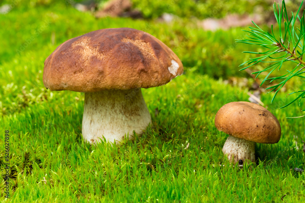 Boletus edulis is edible mushroom. Pporcini on moss in forest. Healthy and delicates food Boletus edulis is edible mushroom. Pporcini on moss in forest. Healthy and delicates food