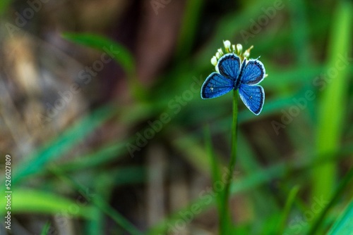 Blue butterfly on a plant on a blurry background photo