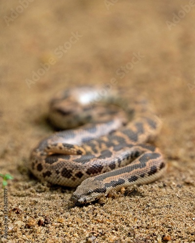 Anaconda on the ground photo