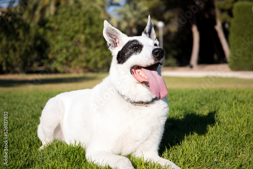 A white dog with a black spot in one eye in a park, White Swiss Shepherd mixed with English pointer