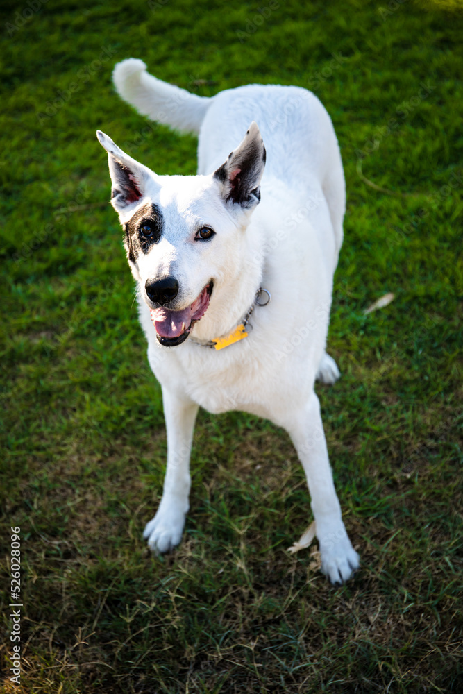 Obraz premium A white dog with a black spot in one eye in a park, White Swiss Shepherd mixed with English pointer