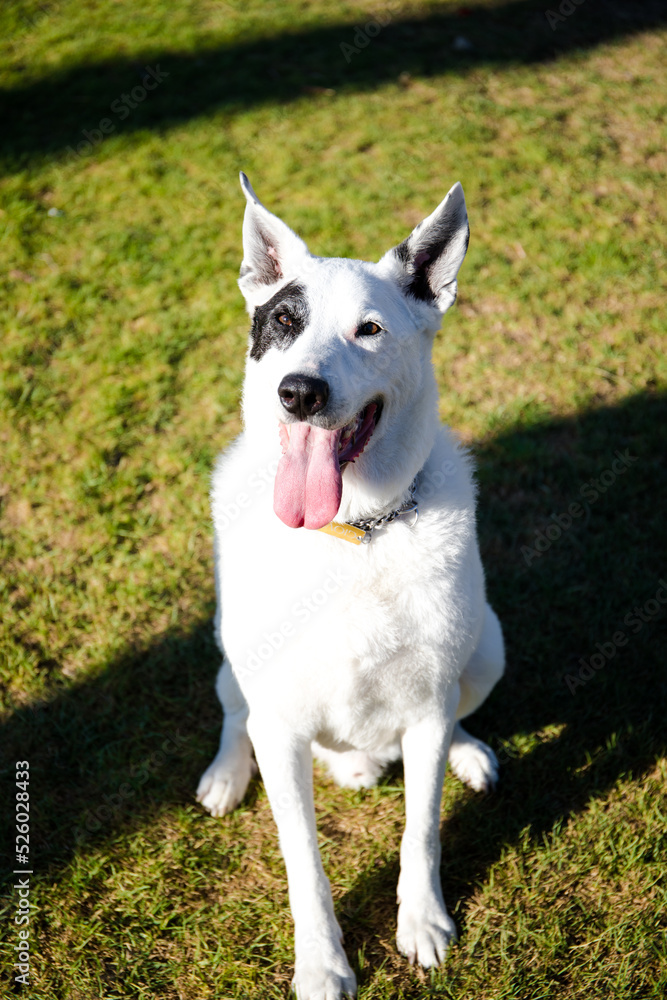 A white dog with a black spot in one eye in a park, White Swiss Shepherd mixed with English pointer