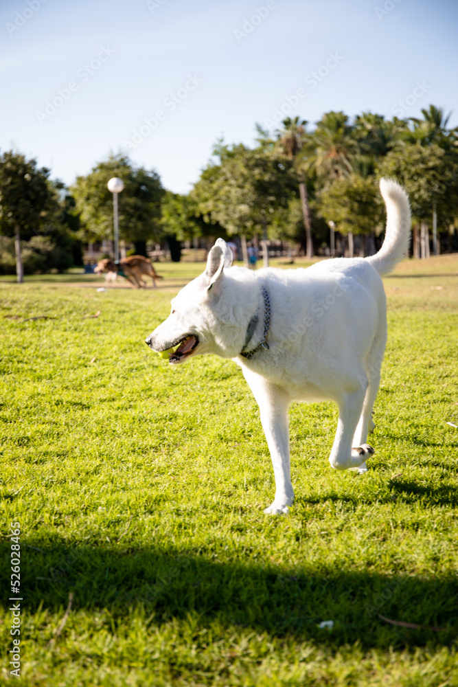Obraz premium A white dog with a black spot on one eye running, White Swiss Shepherd mixed with English pointer