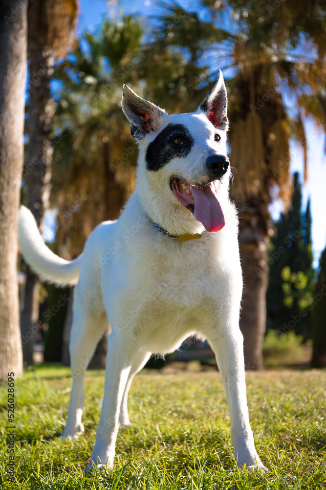 A white dog with a black spot in one eye in a park, White Swiss Shepherd mixed with English pointer A white dog with a black spot in one eye in a park, White Swiss Shepherd mixed with English pointer