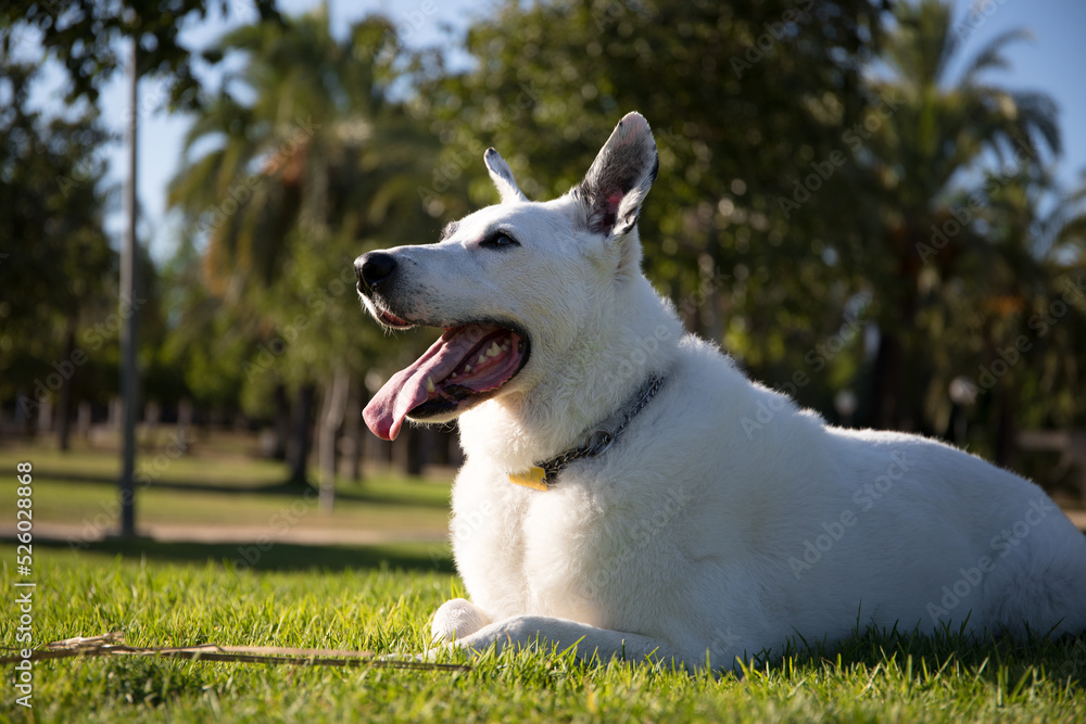 A white dog with a black spot in one eye in a park, White Swiss Shepherd mixed with English pointer A white dog with a black spot in one eye in a park, White Swiss Shepherd mixed with English pointer
