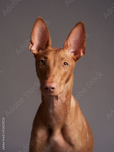 red dog with a funny muzzle. Pharaoh hound, cirneco dell'etna on gray background. photo