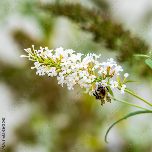 Closeup shot of a bee on a buddleia flower photo