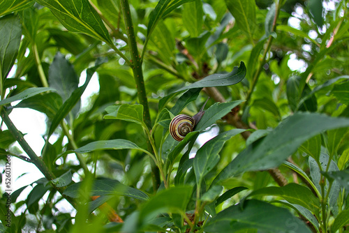 The grove snail, brown-lipped snail or Lemon snail Cepaea nemoralis air-breathing land snail, a terrestrial pulmonate gastropod mollusc with yellow shell on leave in motion moving on green bush  photo