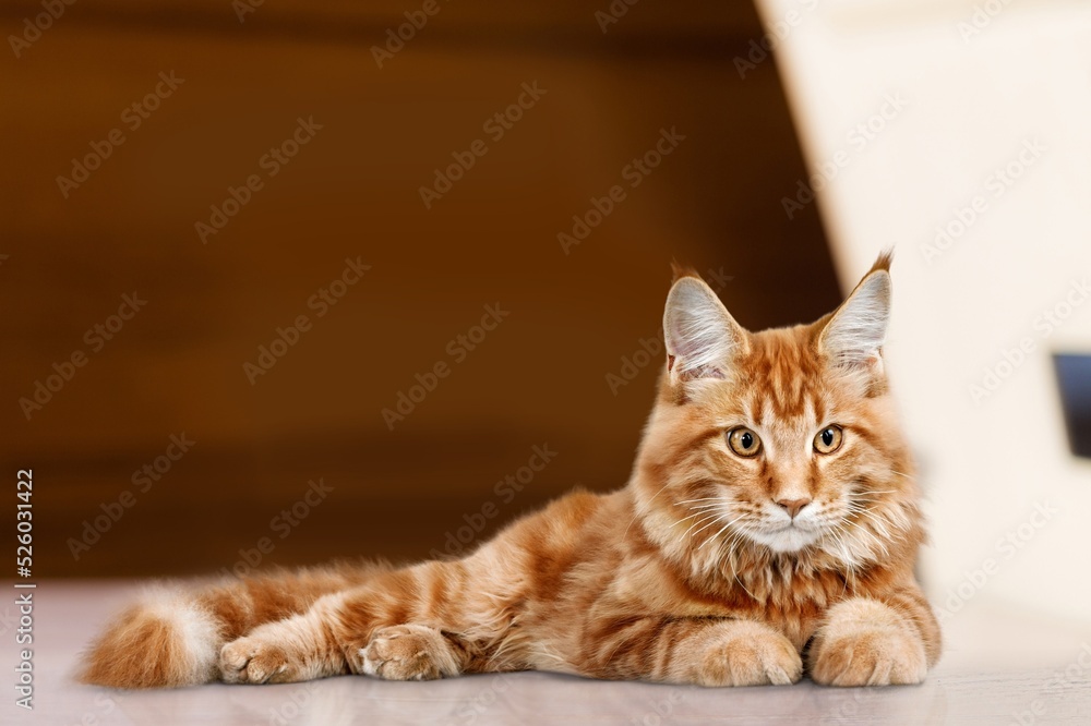 A cute cat is lying on the sofa. The cat misses its owner. Emotional state of the cat. A cute cat is lying on the sofa. The cat misses its owner. Emotional state of the cat.
