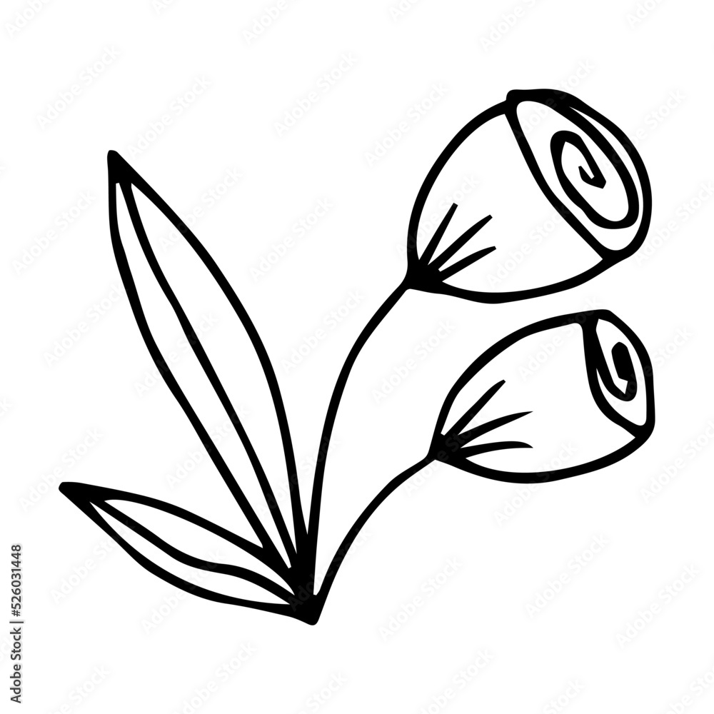 Fototapeta premium hand drawn doodle botanical floral element for floral design concept