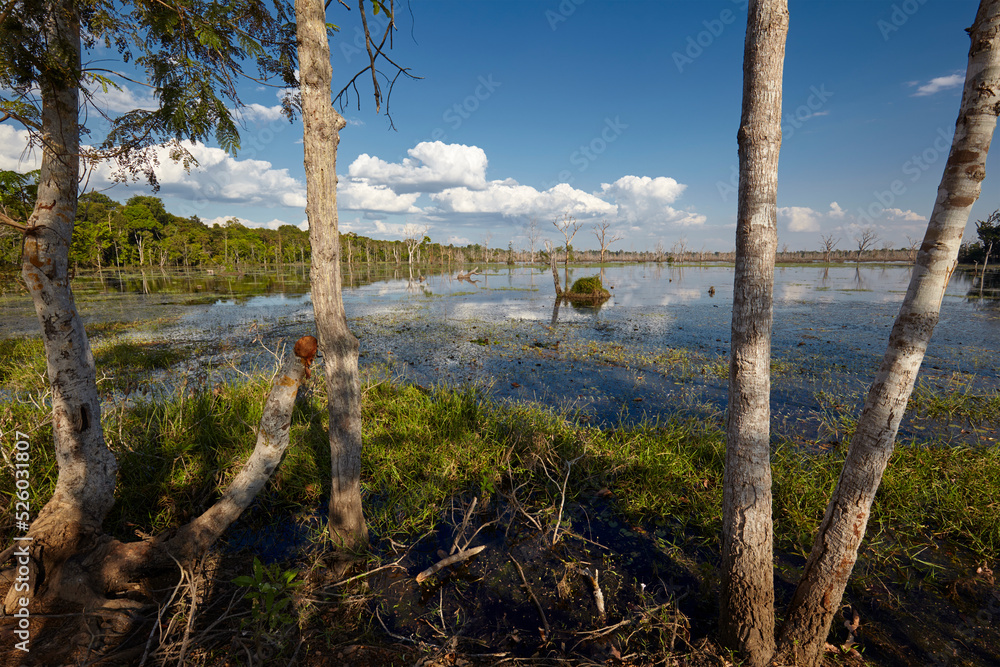 The swamp near Neak Pean temple, Angkor, Siem Reap, Cambodia The swamp near Neak Pean temple, Angkor, Siem Reap, Cambodia