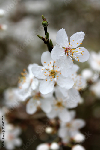 Fleurs de pommier