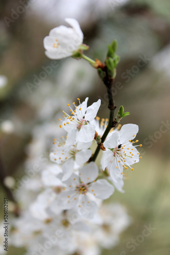 Fleurs de pommier 5