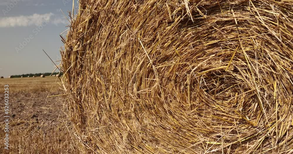 Agricultural field with harvested wheat and straw in stacks, twisted straw stacks after harvest Agricultural field with harvested wheat and straw in stacks, twisted straw stacks after harvest