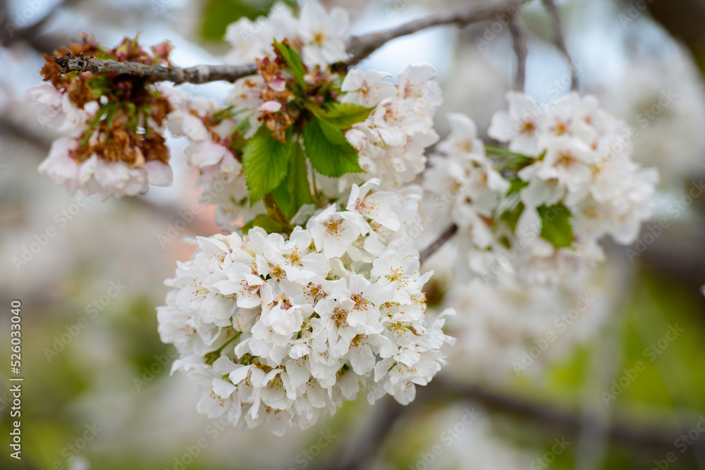 Fototapeta premium Flores de cerezo (Cerassus)