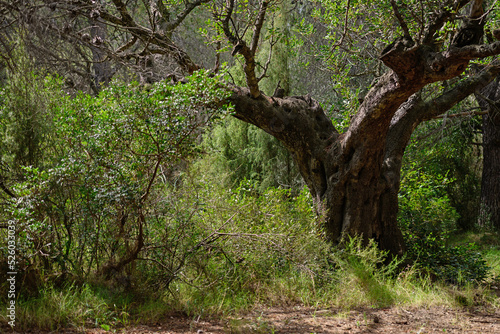 Tronco de un árbol de algarrobo (Ceratonia Siliqua)