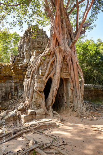 Distinctive strangler fig at Ta Som temple  Angkor  Siem Reap  Cambodia