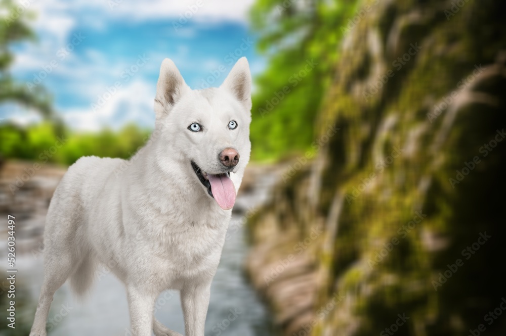 Fototapeta premium Dog in the national park, a travel companion. Smart dog, spirit of freedom.