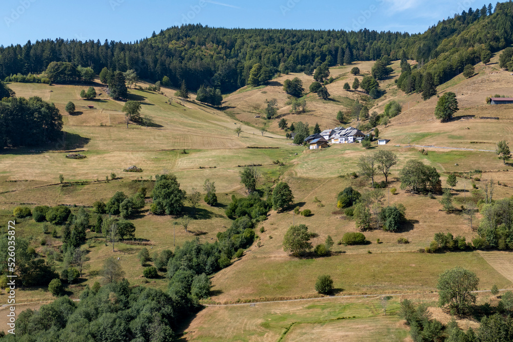 Fototapeta premium Foresta Nera, Germania