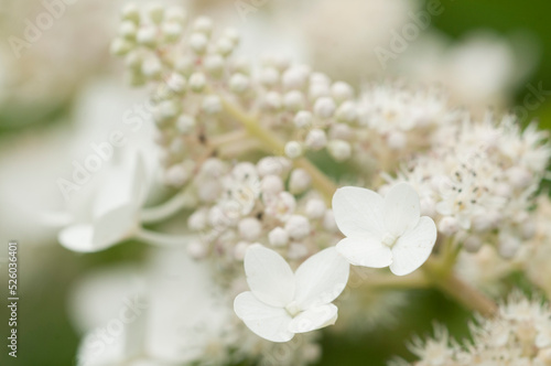Fototapeta Naklejka Na Ścianę i Meble -  Hydrangea white flowers, close up photo