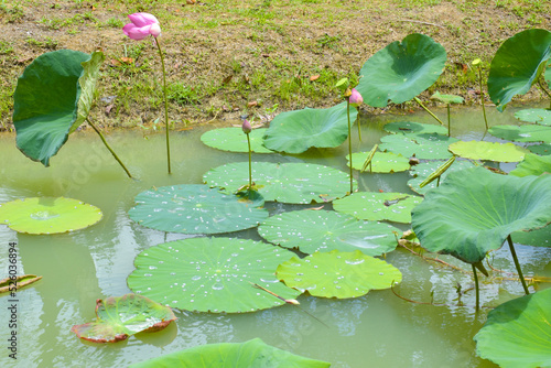 pink lotus blooming leaves green  in water garden south Thailand 