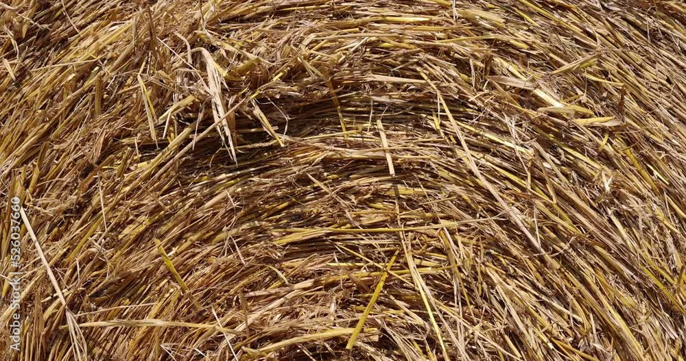 Agricultural field with harvested wheat and straw in stacks, twisted straw stacks after harvest Agricultural field with harvested wheat and straw in stacks, twisted straw stacks after harvest