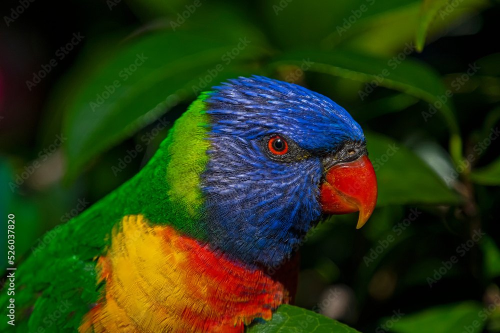 rainbow lorikeet parrot close up