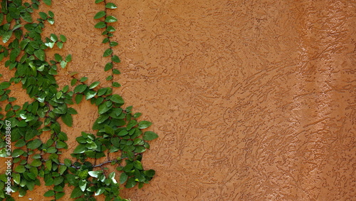 Liana on the Wall. Green Vine on textured Background. Bark Plaster and Plant. Copy Space Background.
