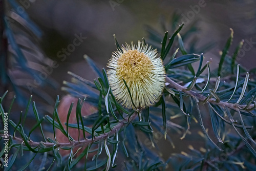 Banksia