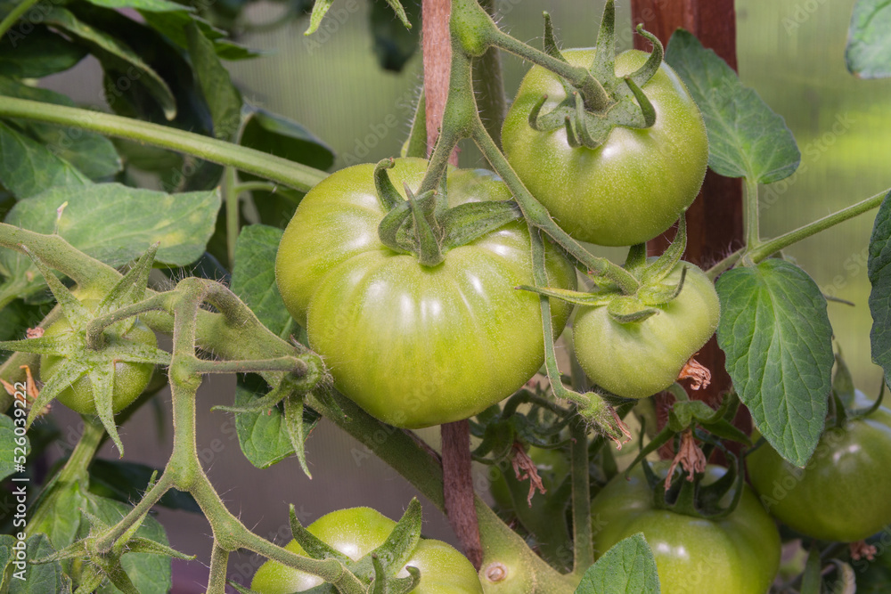 A large bush with green unripe tomatoes in a greenhouse. Growing tomatoes in the garden