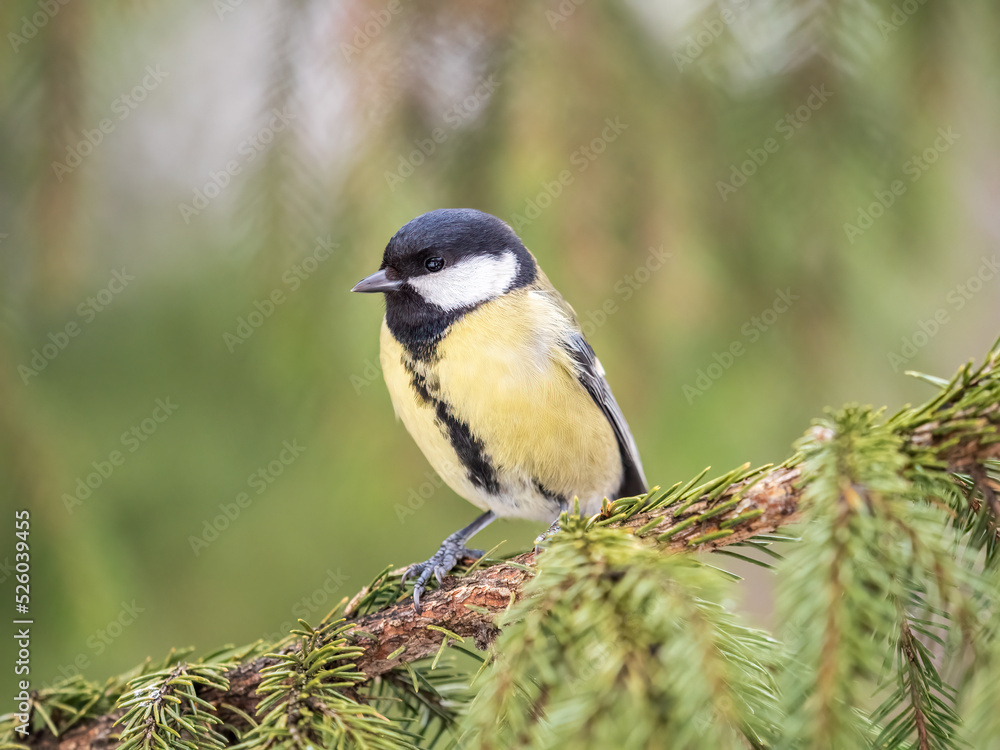 Cute bird Great tit, songbird sitting on the fir branch Cute bird Great tit, songbird sitting on the fir branch