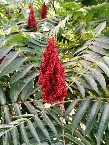 Staghorn sumac plant