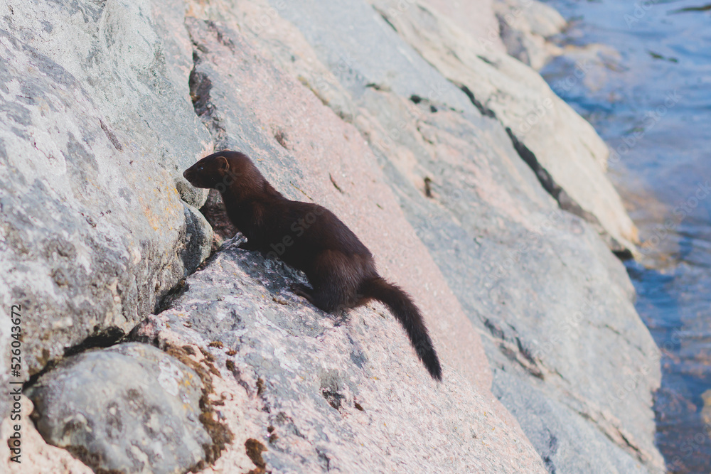 Obraz premium Wild european eurasian mink (mustela lutreola), close up portrait of cute russian mink, Russia, Leningrad oblast by the lake river stone shore