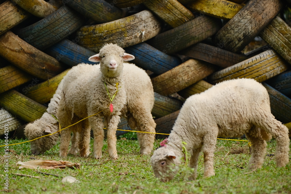 sheep in a field