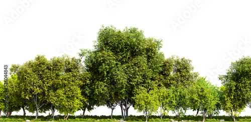 Fotobehang Row of trees isolated on transparent background