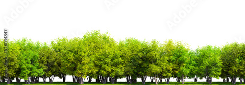 Row of trees isolated on transparent background. 3D rendering illustration